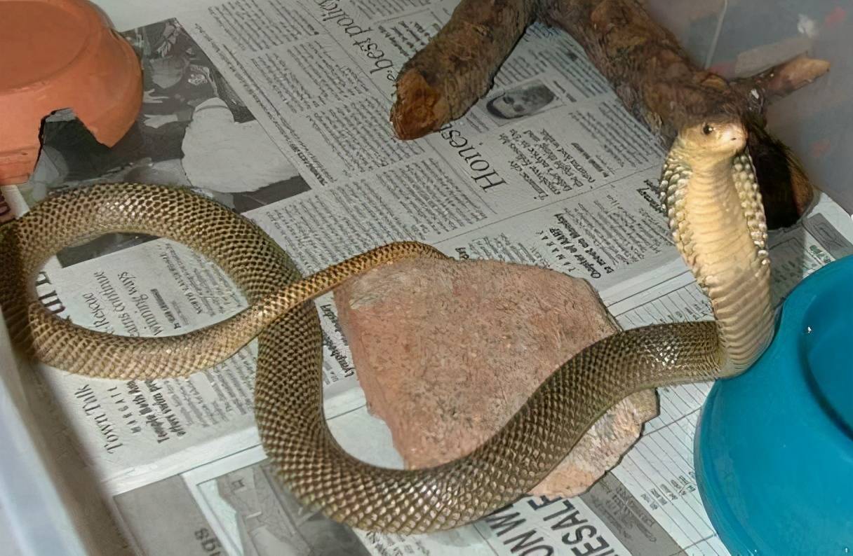 盘点,亚洲眼镜蛇科_毒蛇_毒性_缅甸