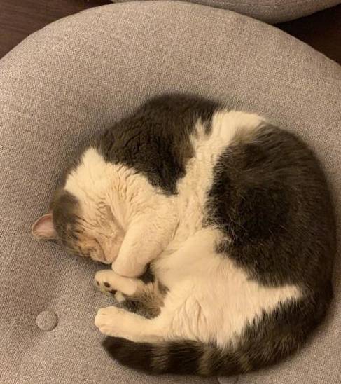 一,睡觉时间过长很多主人看见自家猫咪在蜷缩着睡觉的时候,常常就不去
