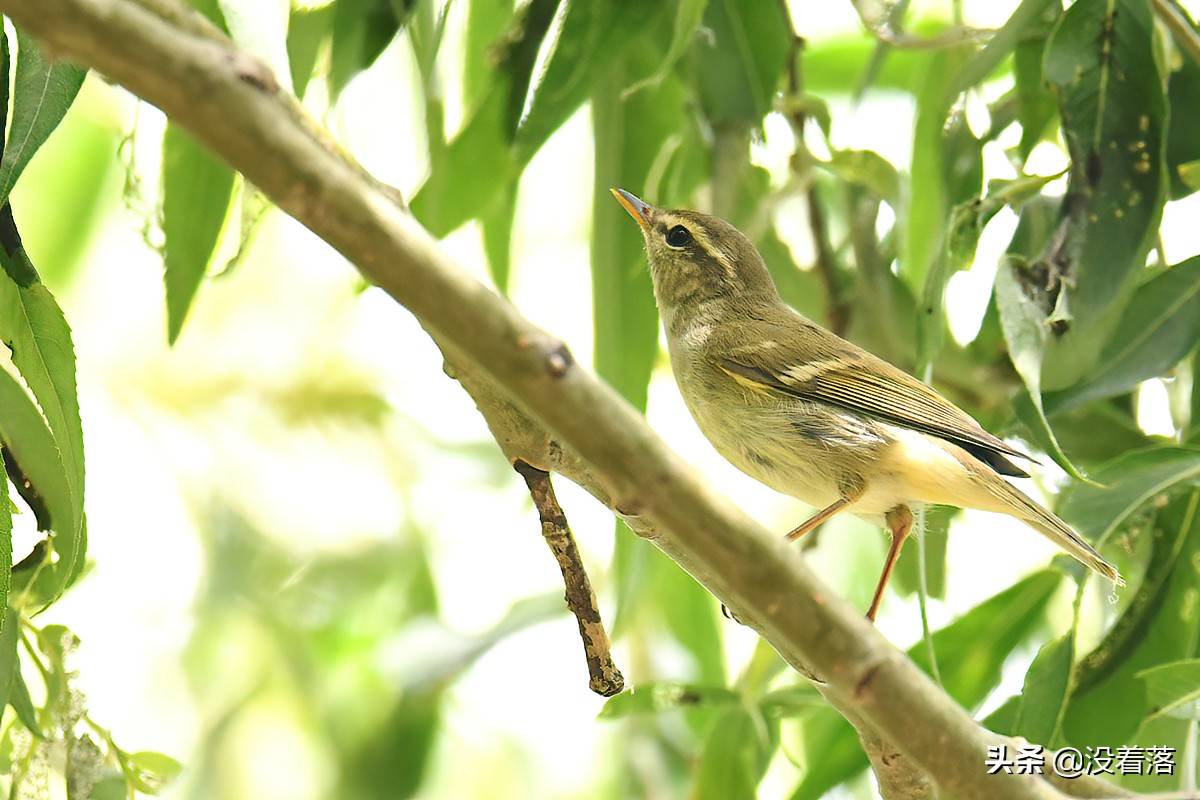 京城林鸟迁徙季在树林花草丛中拍摄各种柳莺49图