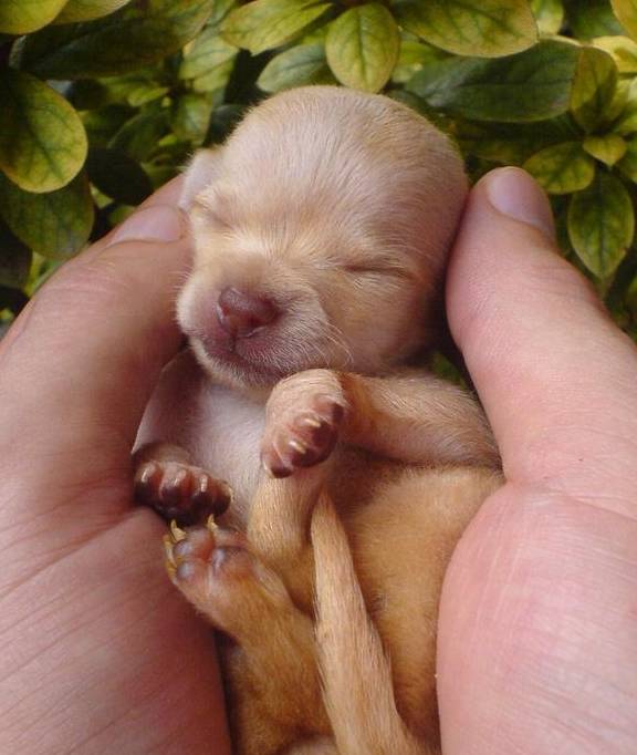 幼犬体重过轻 不一定代表不健康 五大因素决定幼犬出生时的体重 母犬 营养 体型