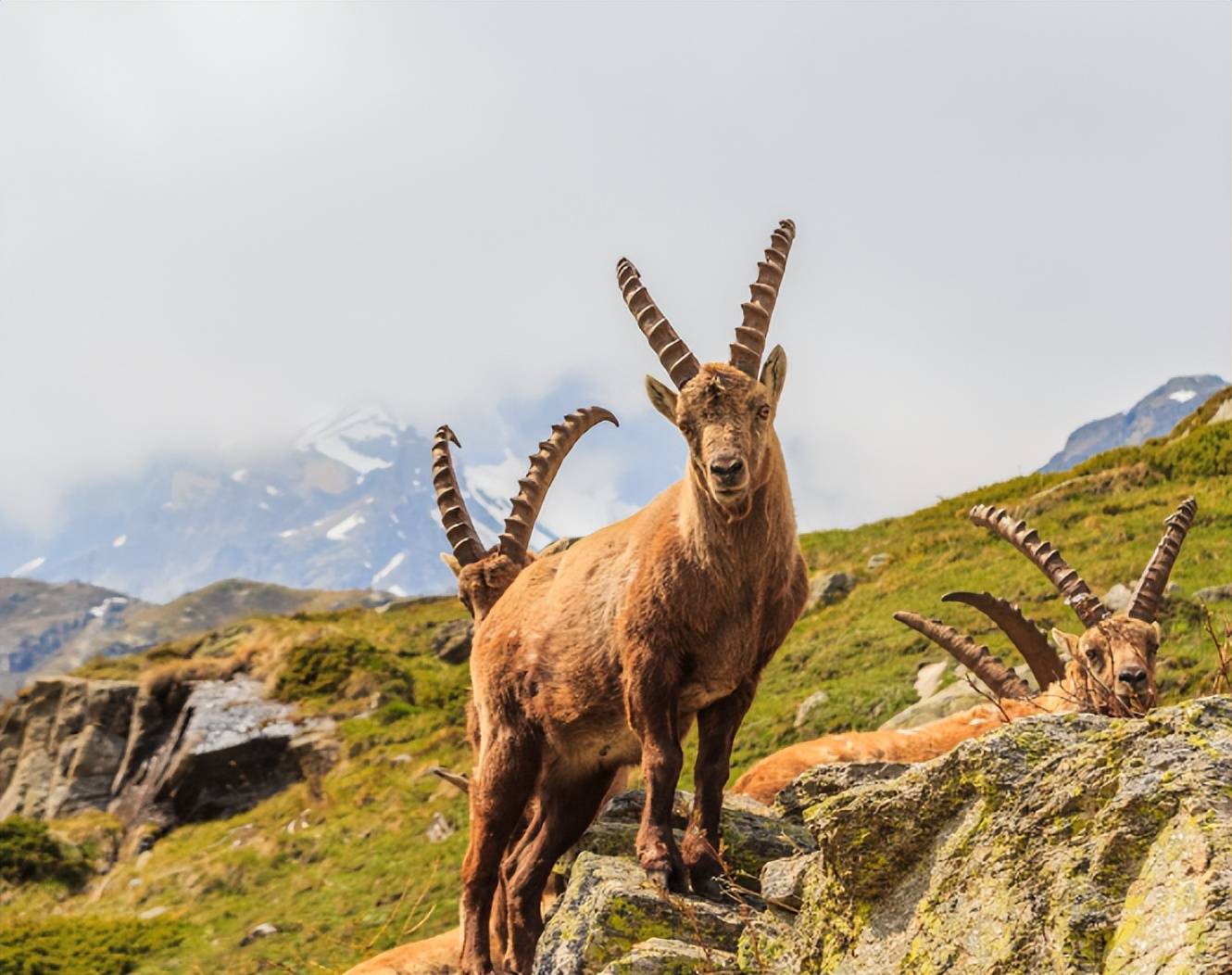 澳大利亚山羊泛滥成灾,哪来的这么多羊,当地人又为何不吃呢?