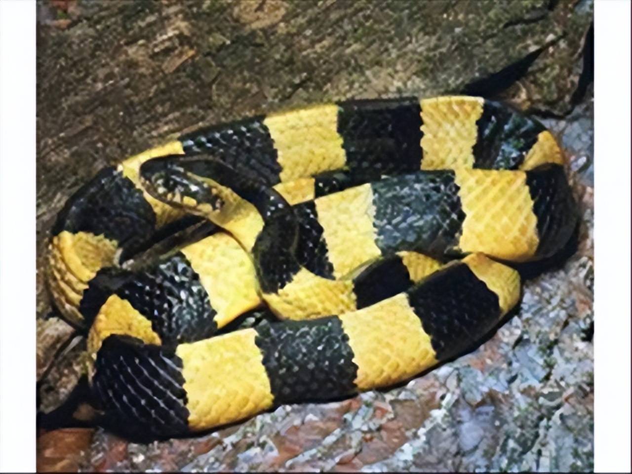 原创新疆荒漠猫守护荒漠安宁迎战金环蛇