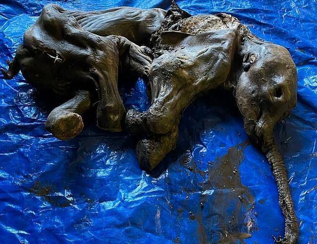 人类该警惕了,北极永冻层史前生物遗骸频繁出现,在预示着什么_死亡