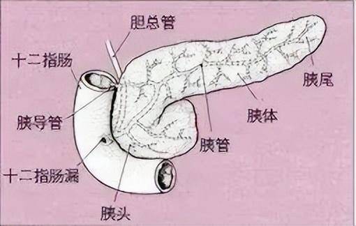 腫瘤專家:未必是胃的問題_胰腺_檢查_超聲