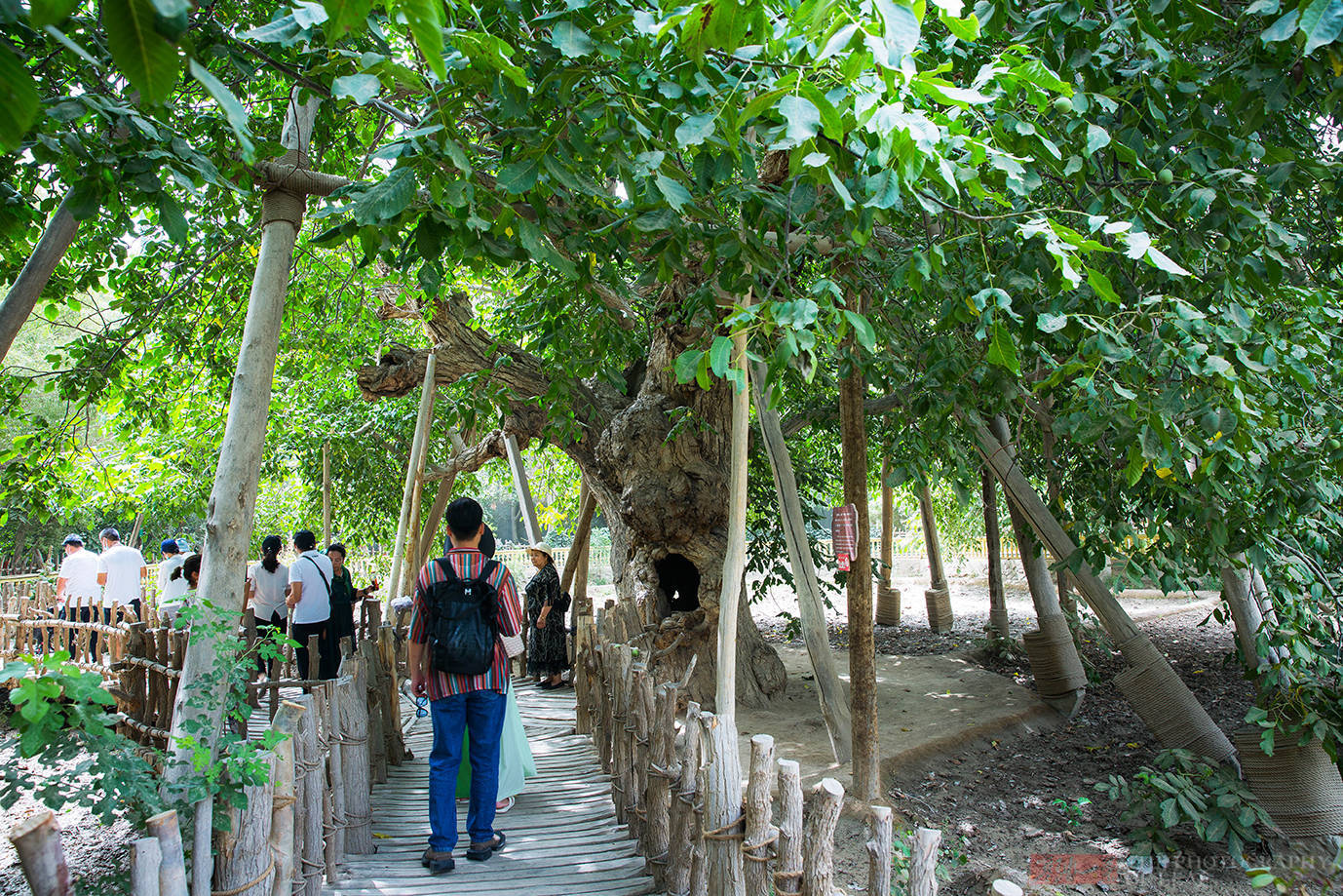 这棵核桃树王位于新疆和田县巴格其镇恰勒瓦其村境内,距和田市区约8