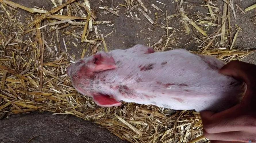 猪得了葡萄球菌用什么药有效猪葡萄链球菌最佳治疗方法在这里