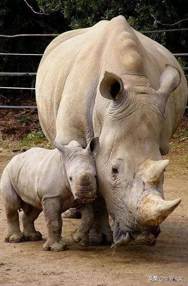 一对可爱的虎鲸母子▼宝贝,在外面受委屈了吧哎呦,前面好像有好戏看▼