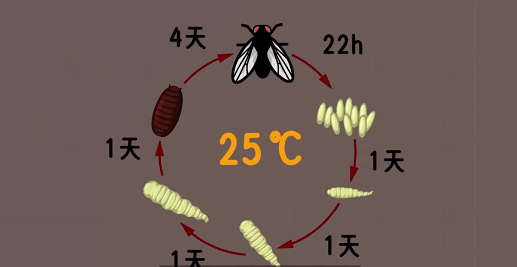 果蠅_蟲卵_腐爛水果