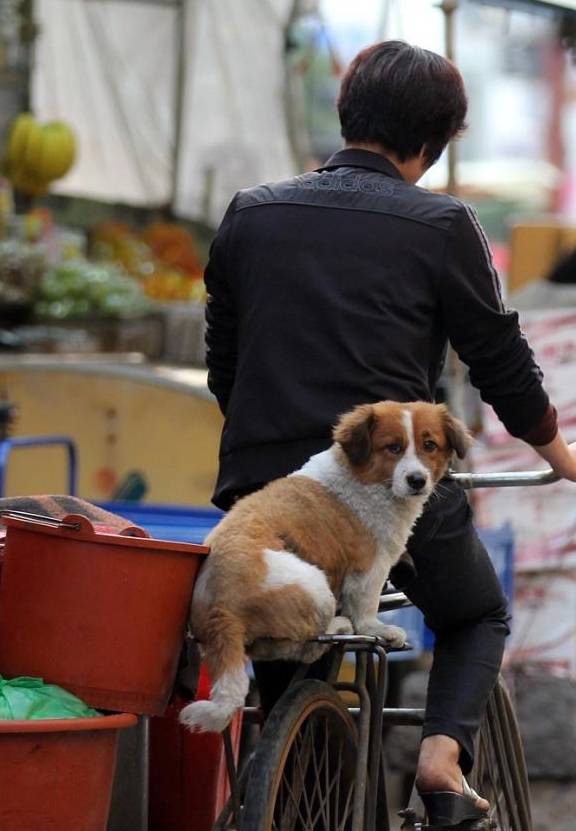 坐自行车后座的图片图片