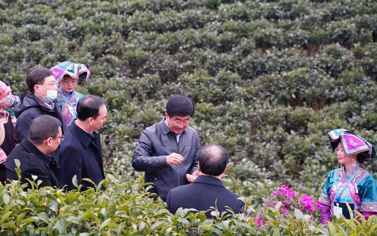 来看看“贵州绿茶”第一采在哪儿