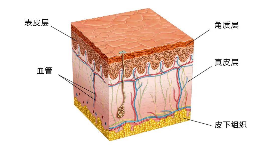 人体的皮肤组织主要包括 3 部分:角质层,活性表皮层和真皮层