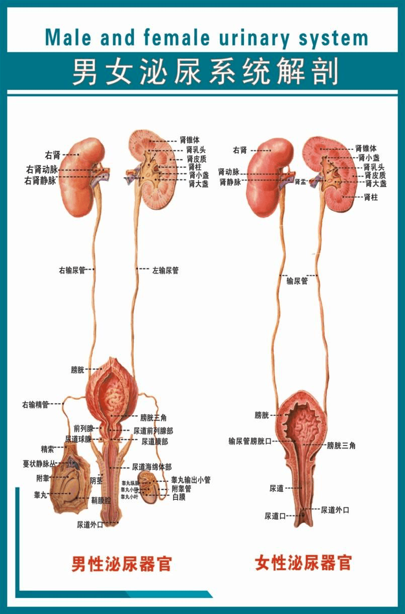 肾与膀胱连接图图片