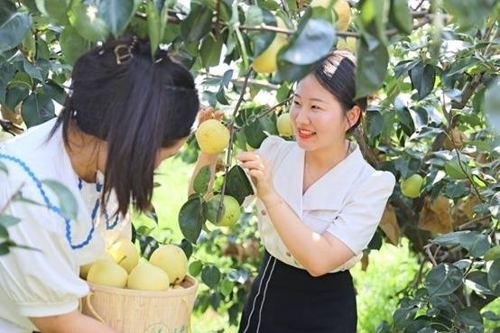 江苏省三河农场： “金奖”翠冠梨丰收，采摘销售两旺