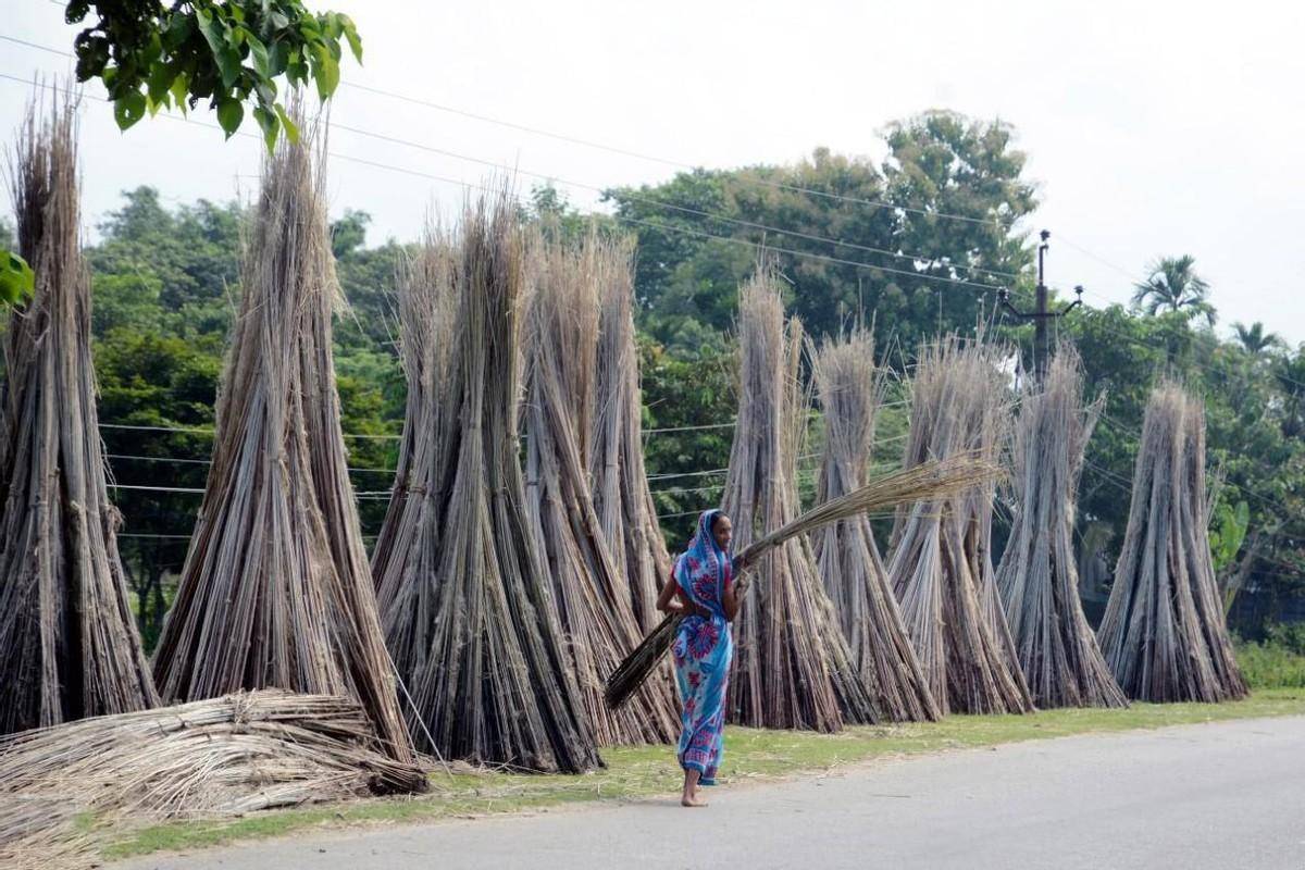 中国没人种的黄麻 为何却被印度当成 铁饭碗 养活近千万人 种植 作物 我国