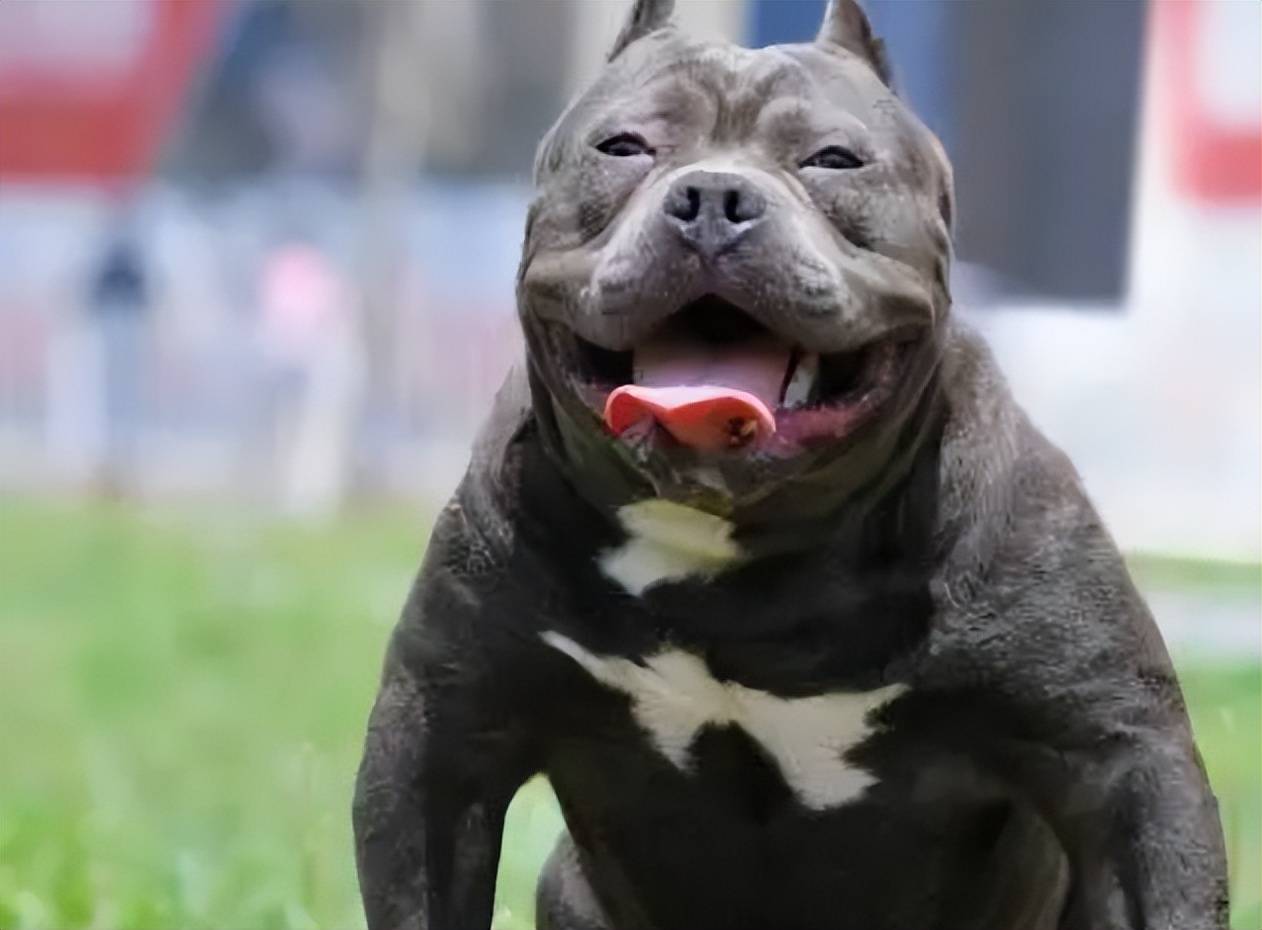 而美国恶霸犬也是专门被以培育成家庭伴侣犬为最终目的,保留了美国