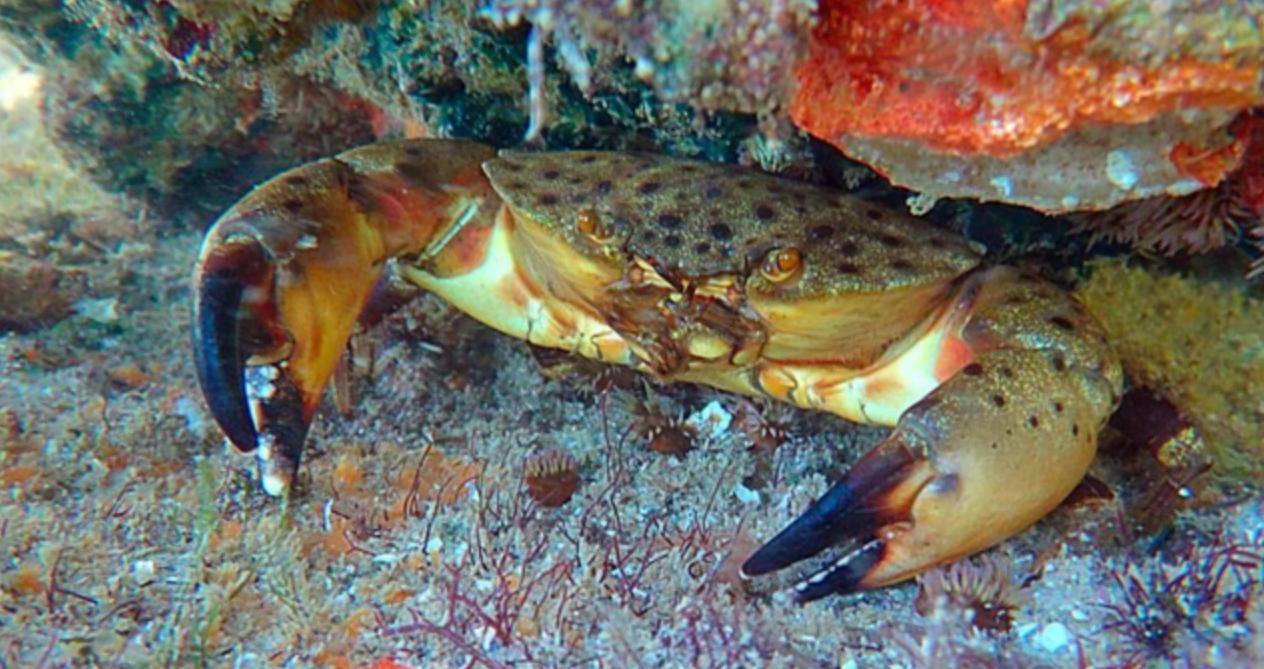 佛罗里达石蟹:只掰蟹钳没问题,吃一整只蟹却要坐牢?_钳子_捕捞_动物界