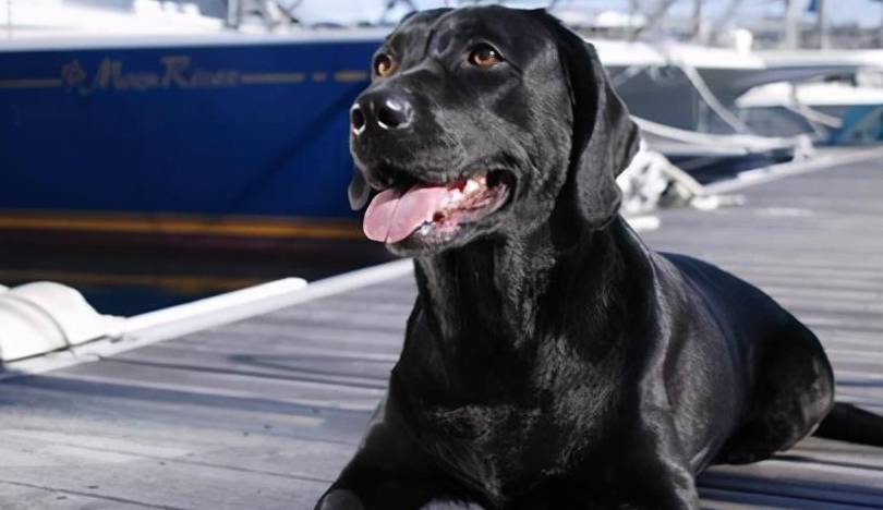 有传说,黑狗是阴阳的强体,所以鬼怕黑公狗,怕黑公狗的血,怕黑公狗的牙