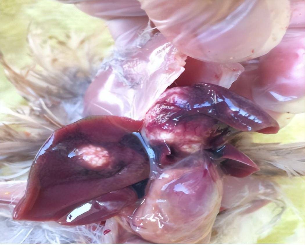 霉菌毒素危害鹌鹑的主要表现症状,立即采取措施,防霉刻不容缓_肠道