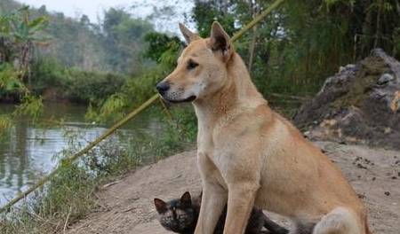 秦代,丞相李斯在受刑之前哀嚎:吾欲与若复牵黄犬俱出,上蔡,东门逐狡兔