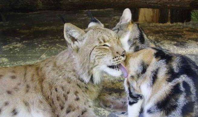 和猫咪一起长大的猫咪,行为逐渐"猫化",变身护猫使者_猞猁_体型_小猫