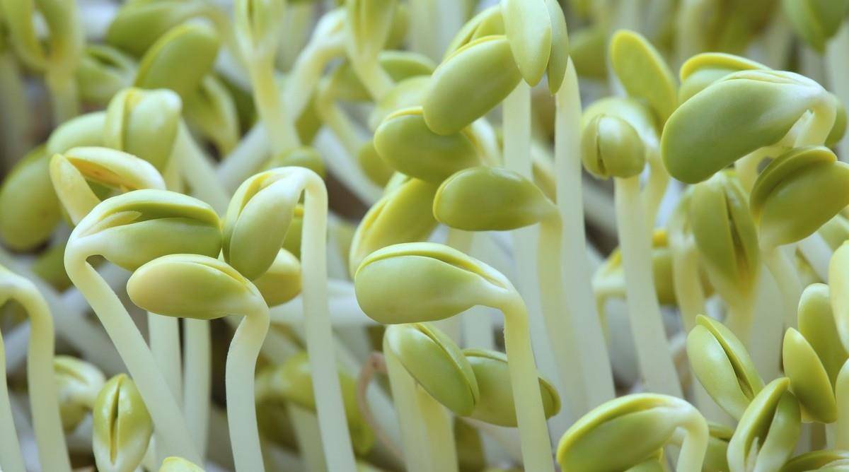 挑选豆芽时,记住这几点,吃着放心又美味,看完记得告诉邻居_根须_芽体