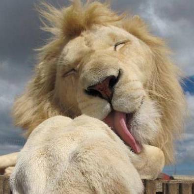 搞笑gif:去动物园,狮子用这个表情看着我,是什么意思?_招去_才是_朋友