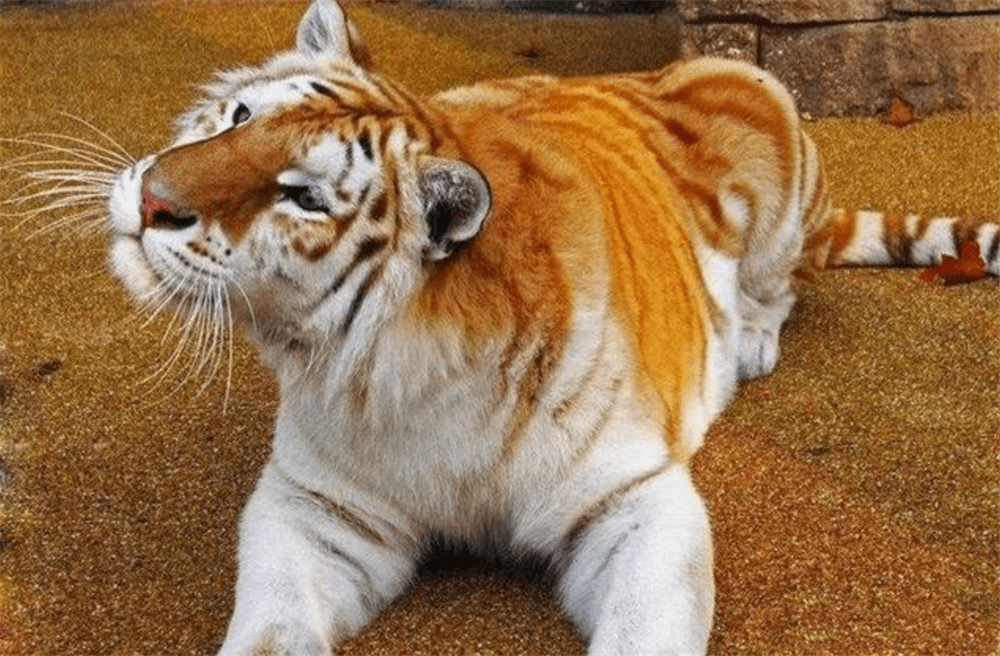 原创全球不足10只母金虎现身找到公虎咬死的野牛进食1小时才走