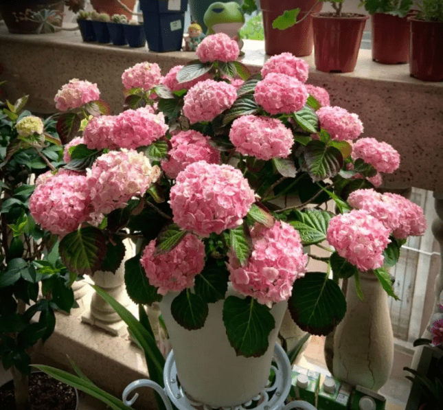 蓝妖 绣球花8月怎么修剪 绣球黄叶是怎么回事 进行 叶片 开花