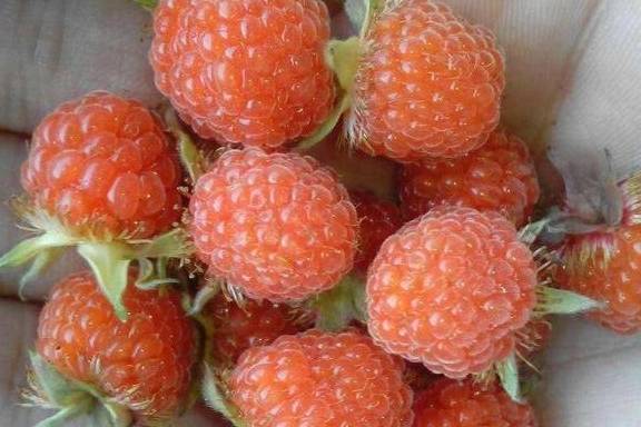 乡下的一种"水果",农村人称"大麦泡",90后吃过不少_时候_野果_美味