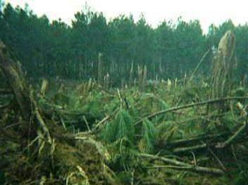 21年前，武汉发生怪事，700多棵树突然被折断，专家至今无解