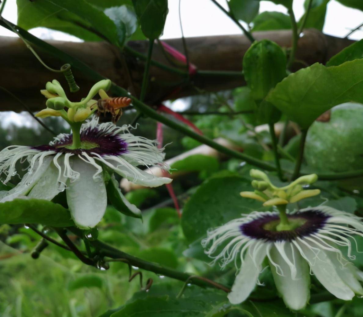 百香果花蜜蜂图片