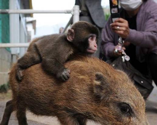 猴子和猪成了好朋友,每天都骑在猪背上,这不是大师兄和二师弟吗_野猪