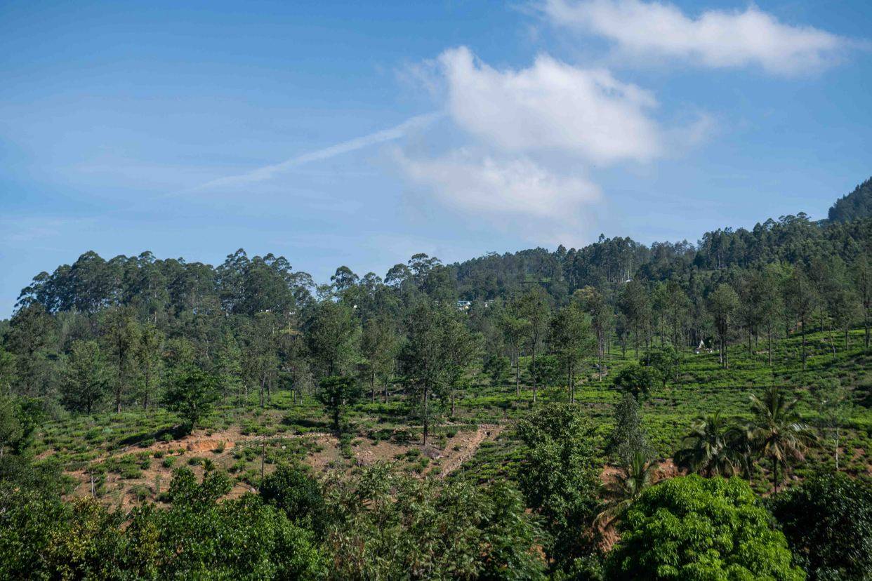 斯里兰卡超美的高山茶园，还是英国皇室御用红茶供应商！