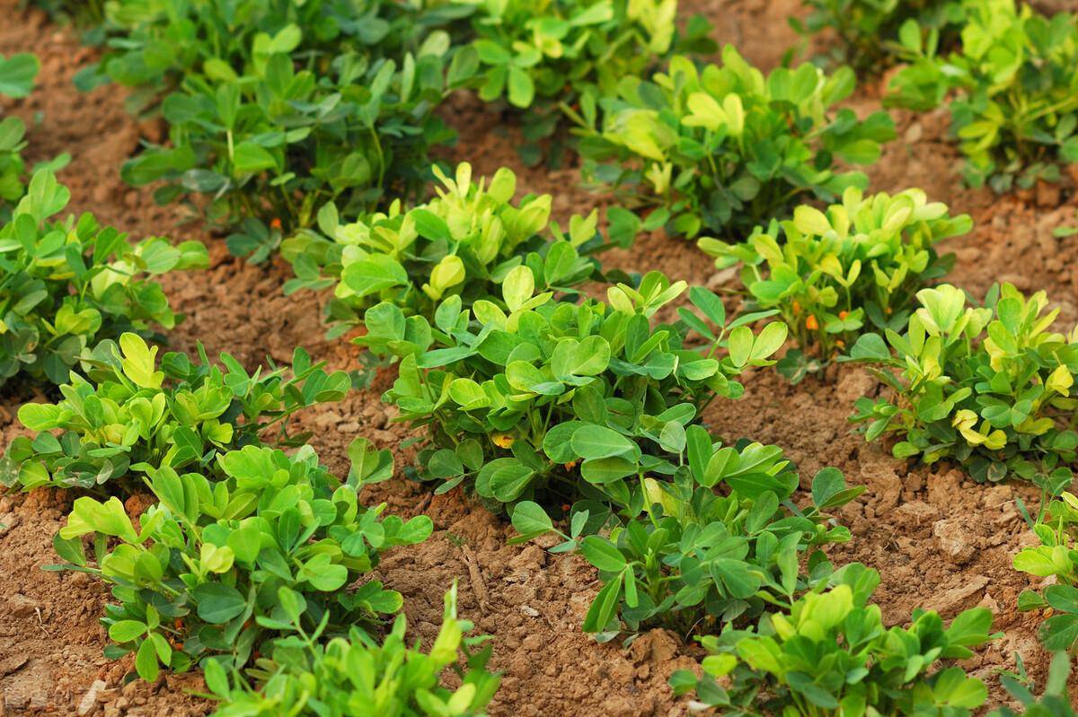 种植花生最佳的追肥时间是什么时候?_肥料_阶段_养分