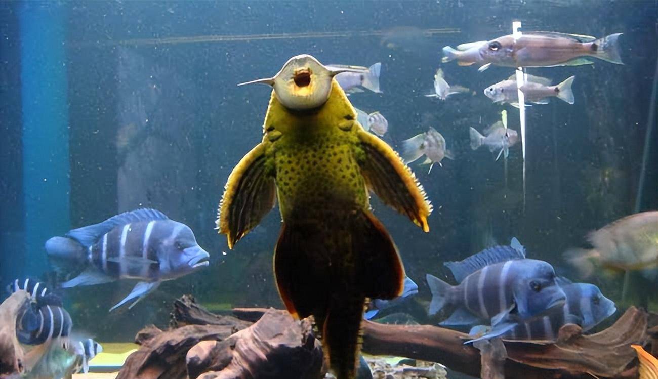 广东河清道夫泛滥,有人连钓17条_动物_物种_害虫