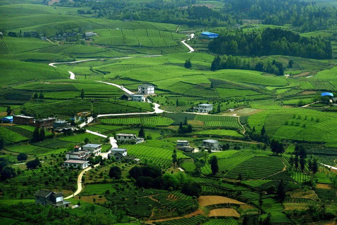 贵州最美风景在路上自驾路线 | 自驾湄潭,开启27°茶文化之旅_茶园