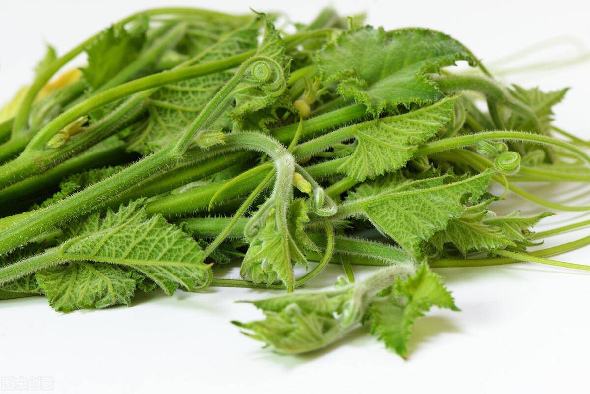 南瓜嫩茎每斤5元,亩收益3万,种植方法有哪些?