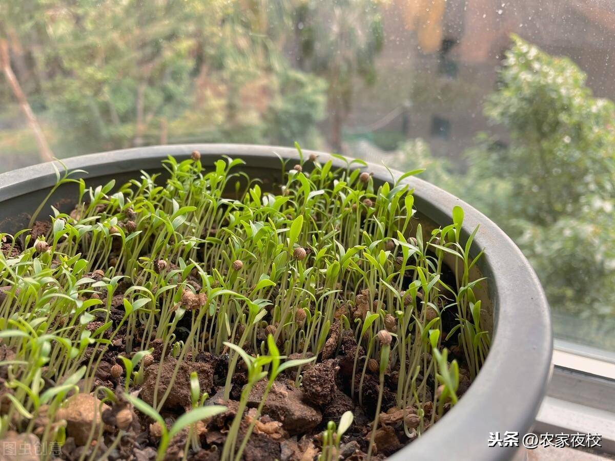种香菜怎么快速育苗?
