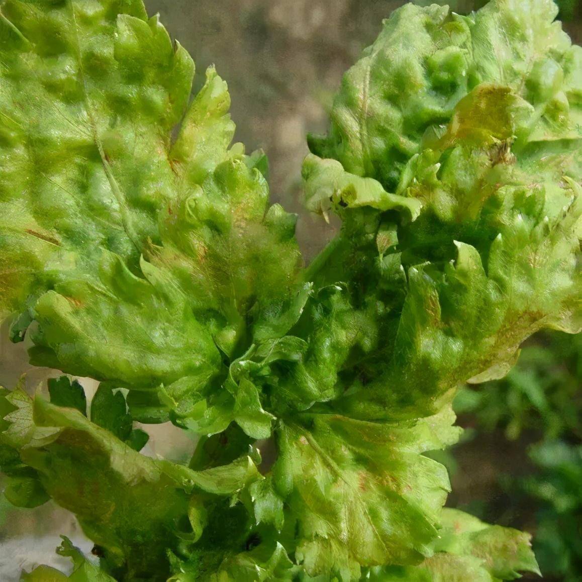 發病初期植株葉片皺縮,向上翻卷,有的葉柄扭曲,出現黃綠相間的斑紋.