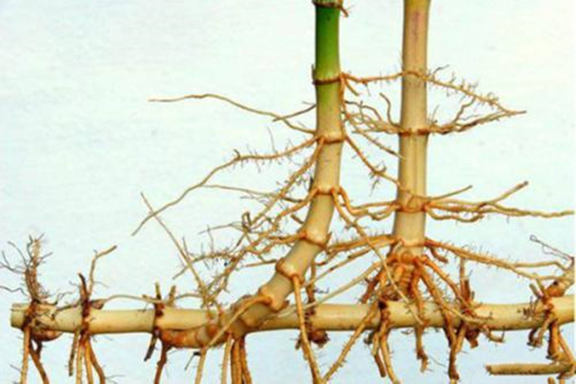 竹子的生长过程示意图图片