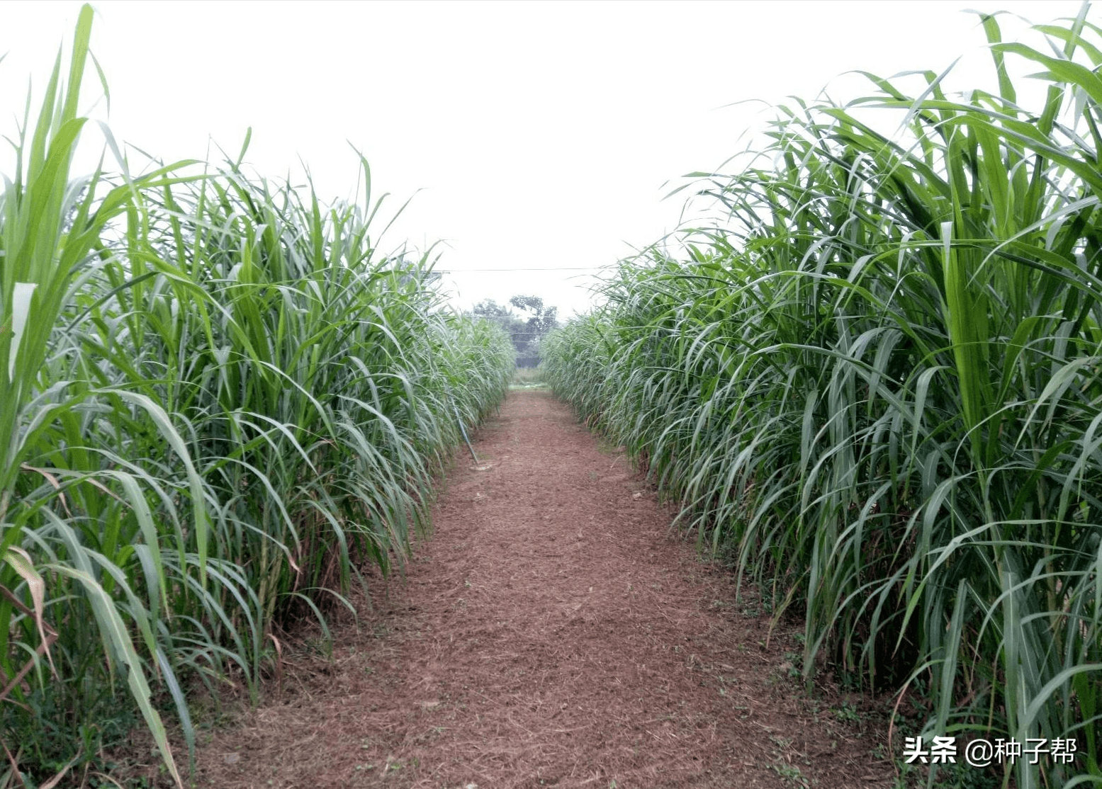 绿洲一号到底是不是巨菌草?很多养殖户种植被骗?