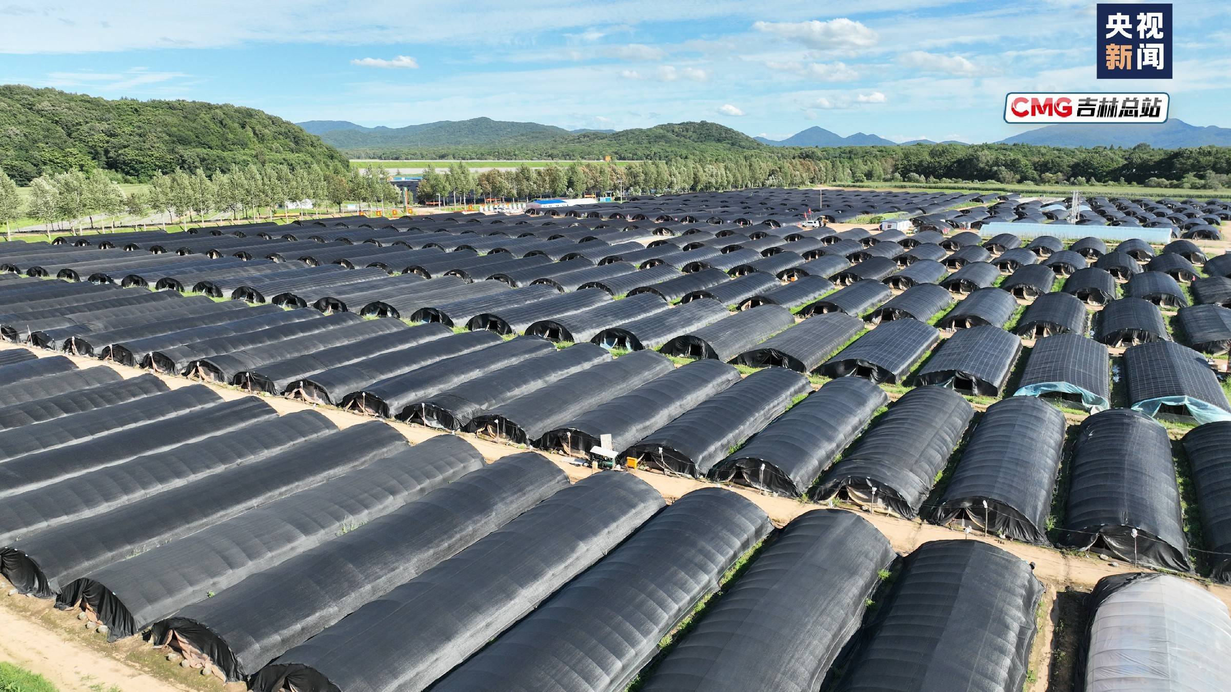 灵芝吐粉 仙气飘飘_种植_大棚_磐石市