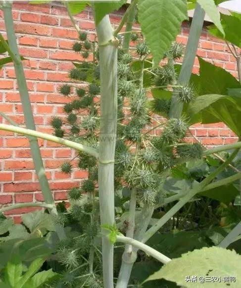 蓖麻有一种特殊用途,怎么种植蓖麻的人越来越少了?