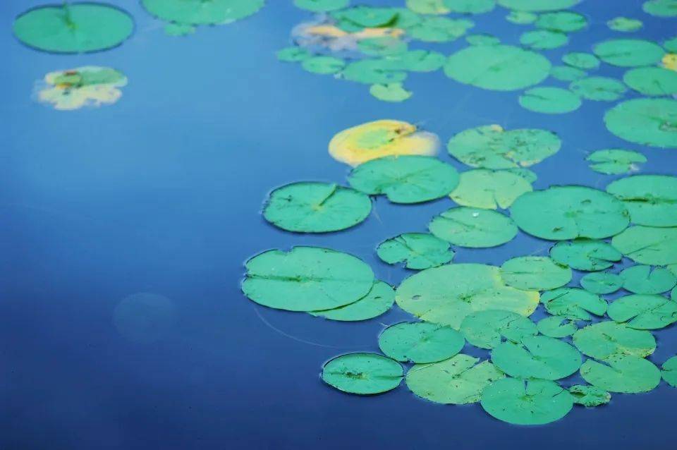 初普美容仪存烫伤风险召回18万台，商业神话就此落幕-家电圈官网