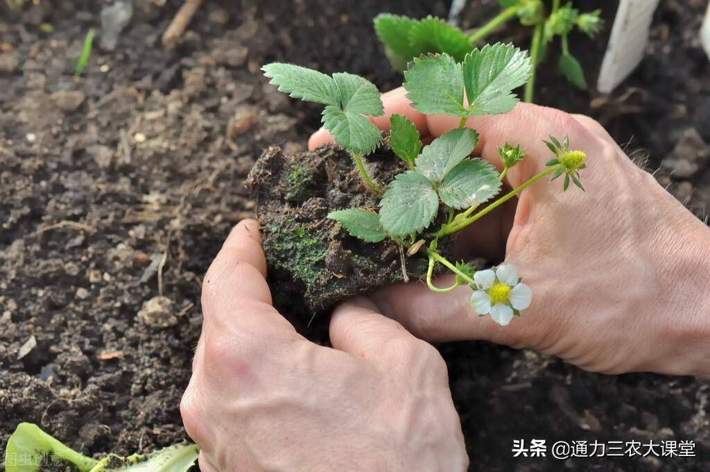 原创草莓如何种植成活率高做好这几项田间管理死苗烂棵少结果还多