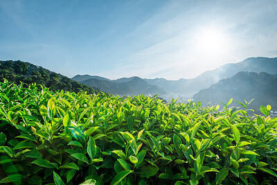 散文丨刘柯吕：一杯好茶，一路问茶
