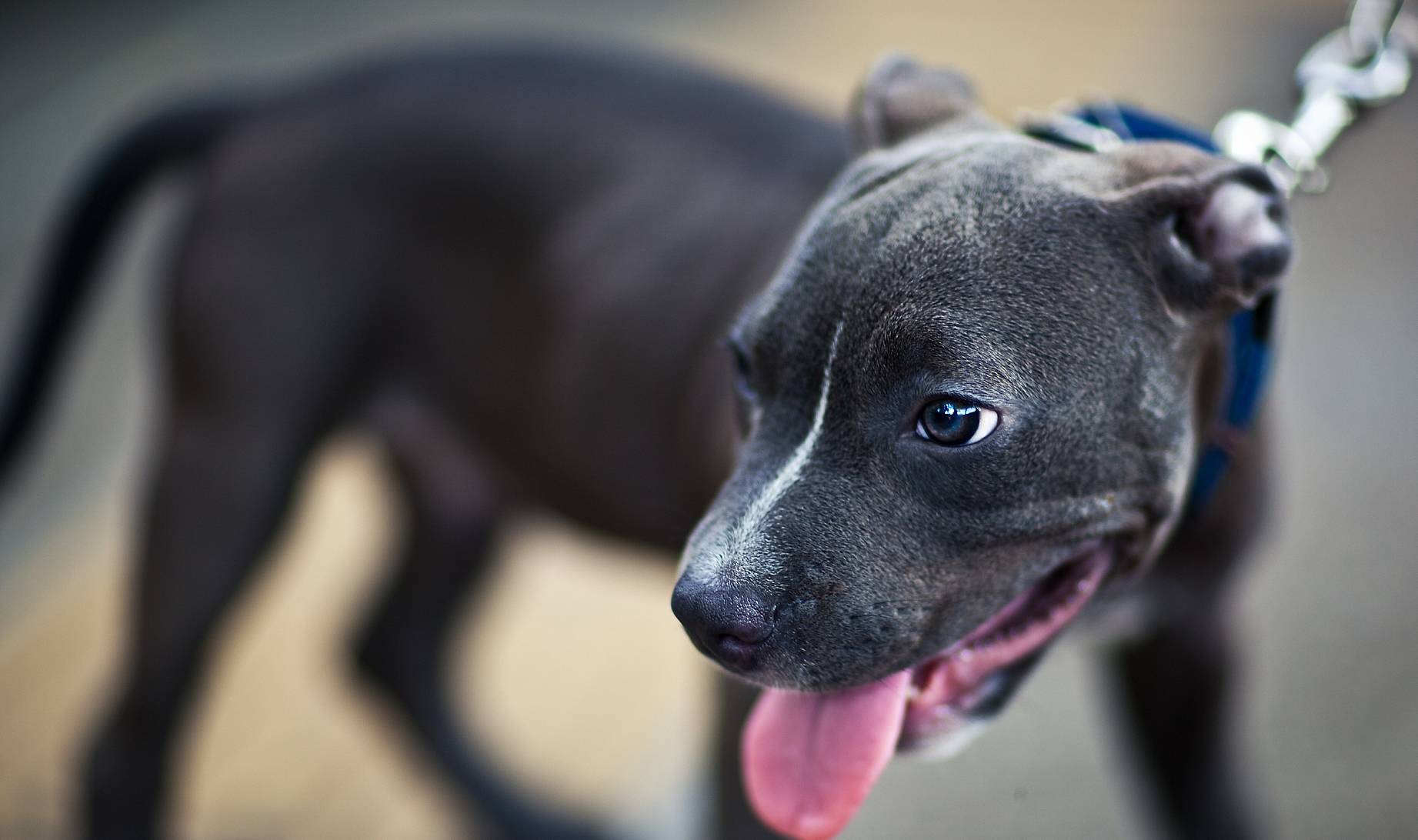 黑色比特犬的價格是多少?_品種_事實_人們