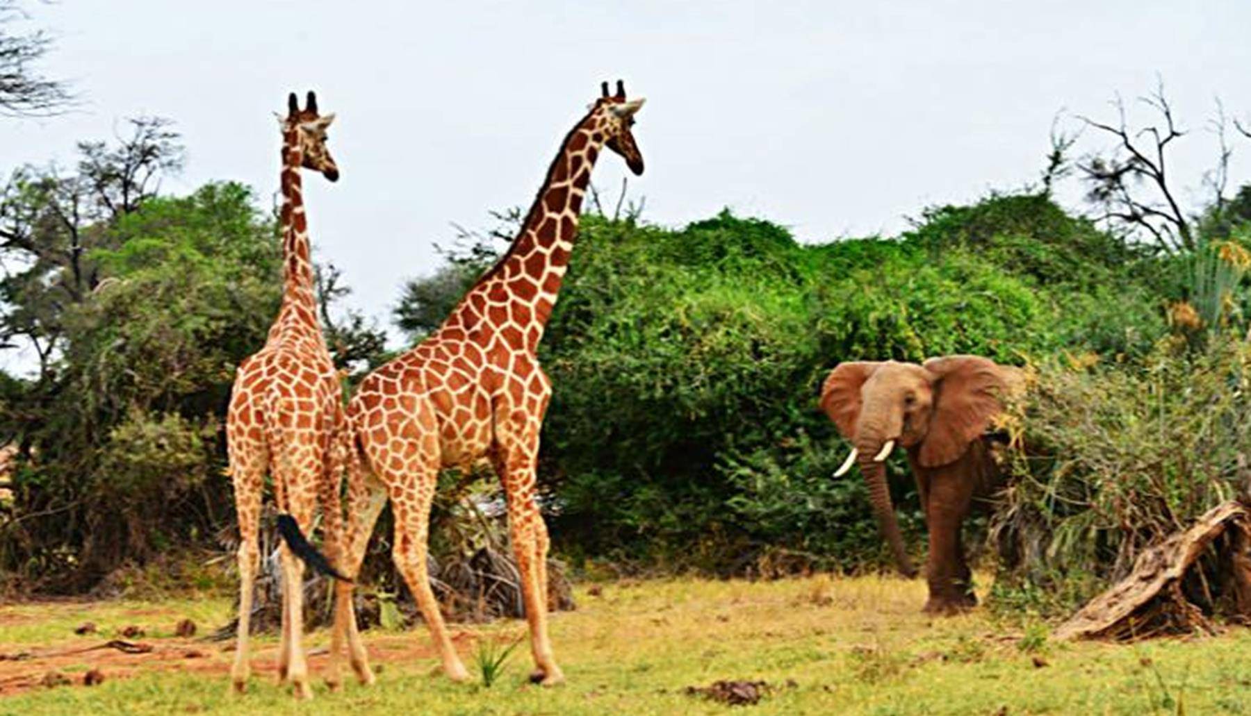 厕所门上出现"长颈鹿和大象",怎样区分性别?