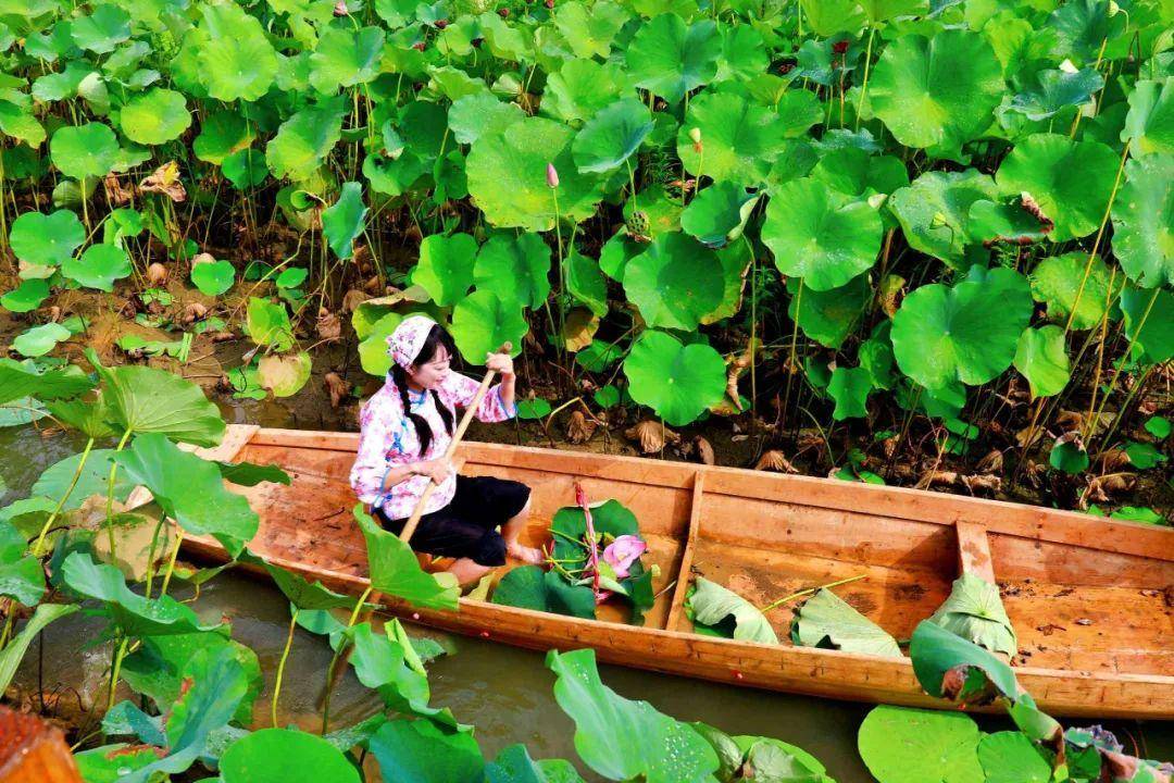 「原创诗词」李树林 | 皓腕凝霜,摘得莲蓬一船香