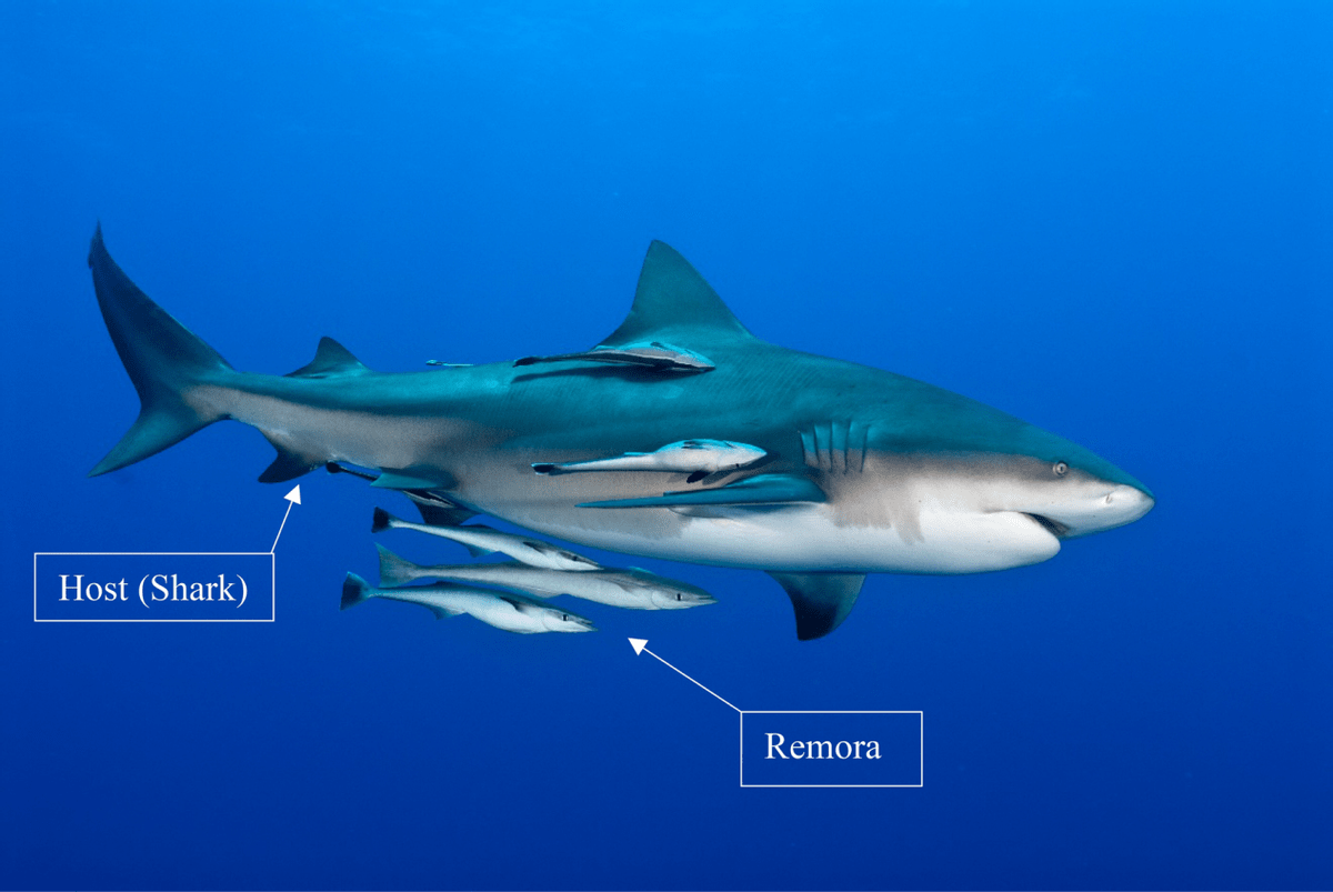 这种鱼就是鮣鱼,也被叫做吸盘鱼,号称是世界上最懒